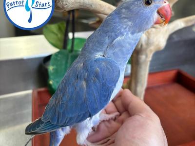 Indian Ringneck Parakeet