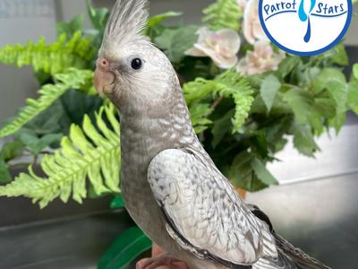 Cockatiel
