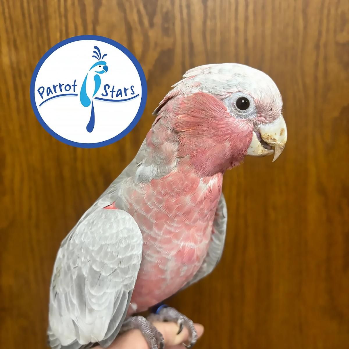 Rose Breasted Cockatoo