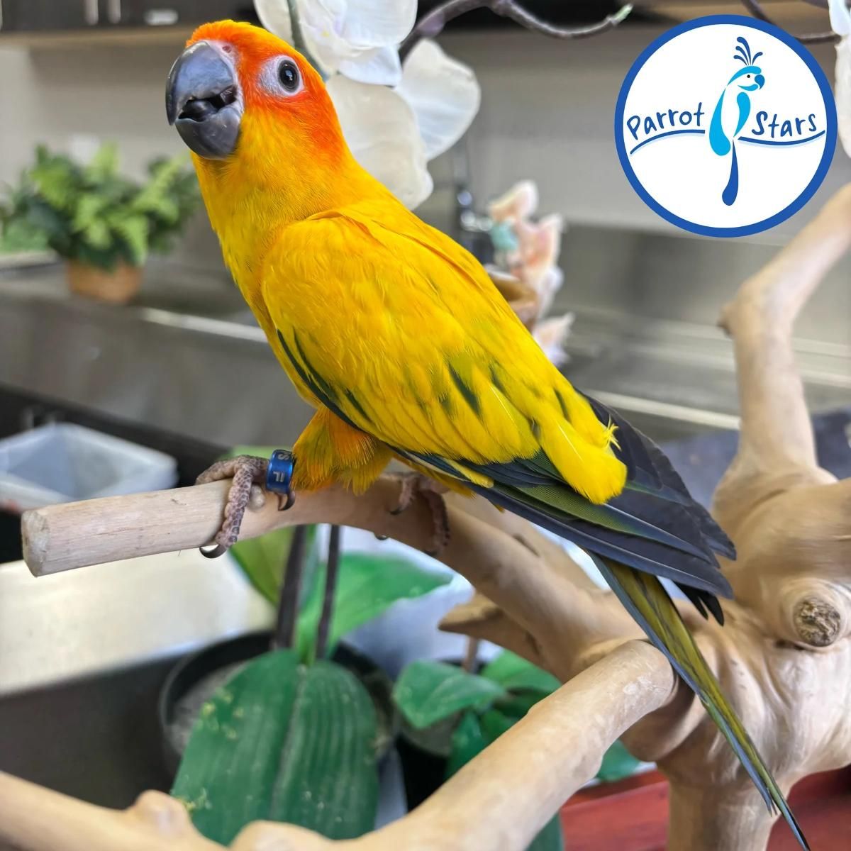 Sun Conure