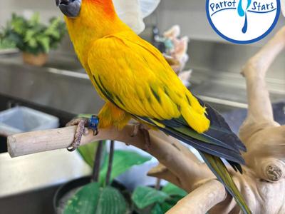 Sun Conure