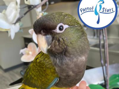 Patagonian Conure