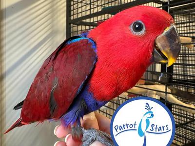 Solomon Island Eclectus
