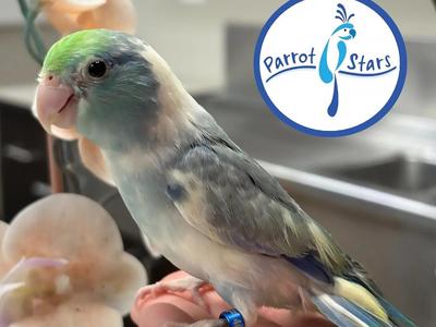 Pacific Parrotlet