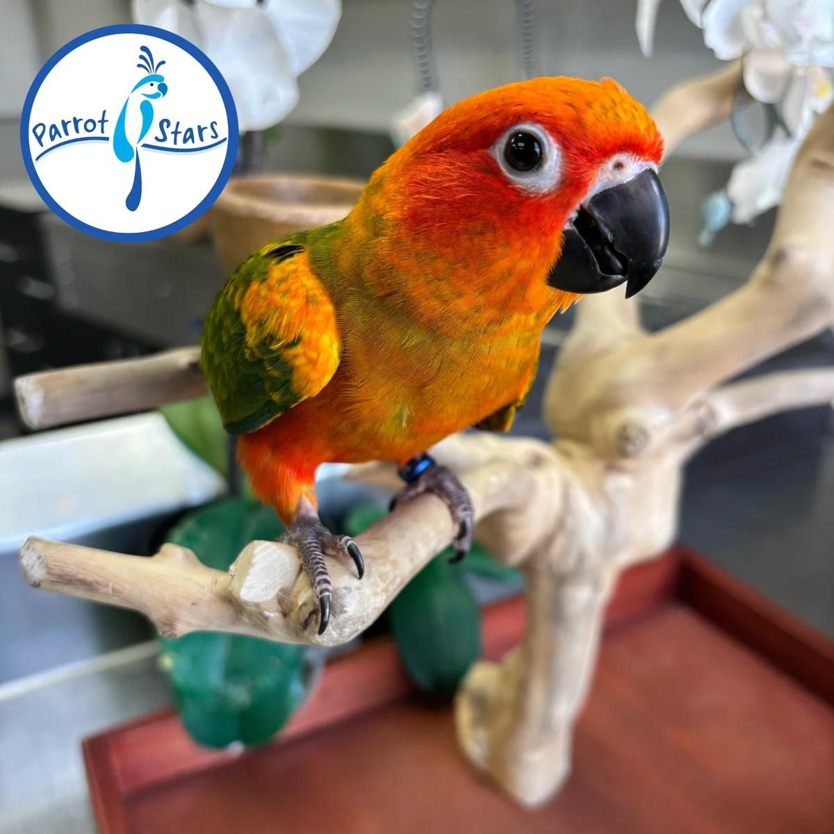Sun Conure