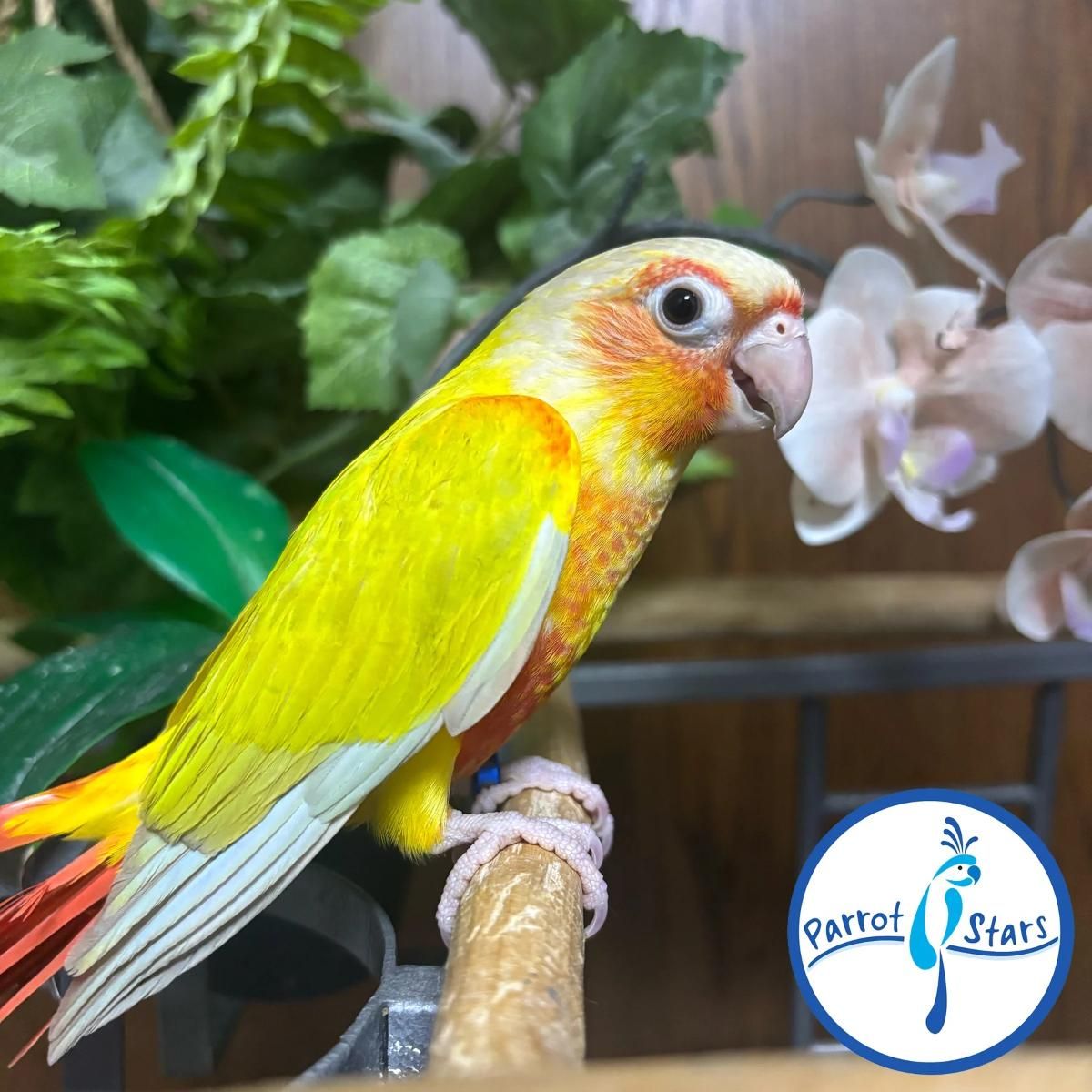 Green Cheek Conure