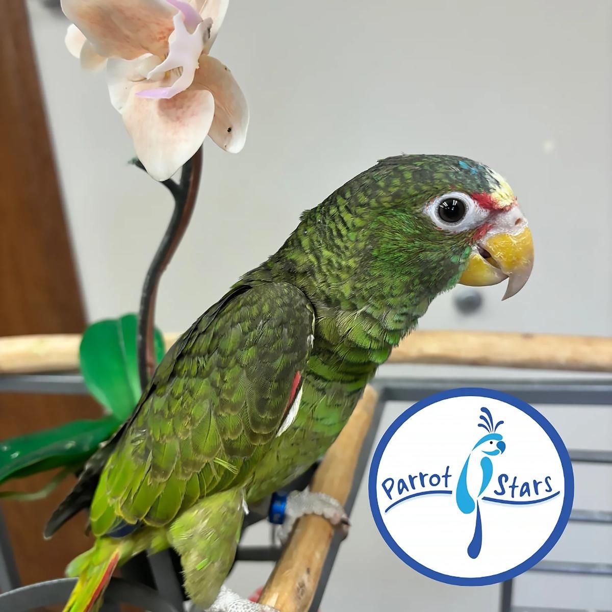 White Fronted Amazon