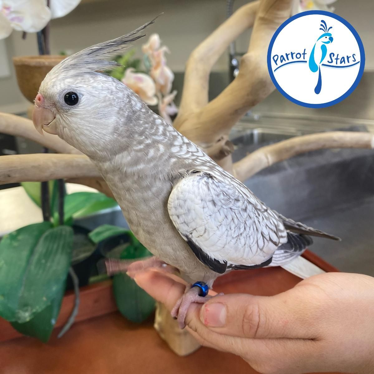 【パルナシウス】ハニングトン・ミカエル（1ペア・チベット産） Available Birds from Screened Breeders | The Avian Exchange