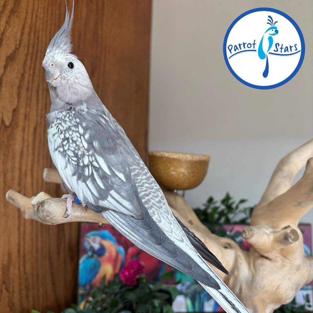 ms.cockatiel Cockatiels for Sale in Jackson, Mississippi | The Avian Exchange