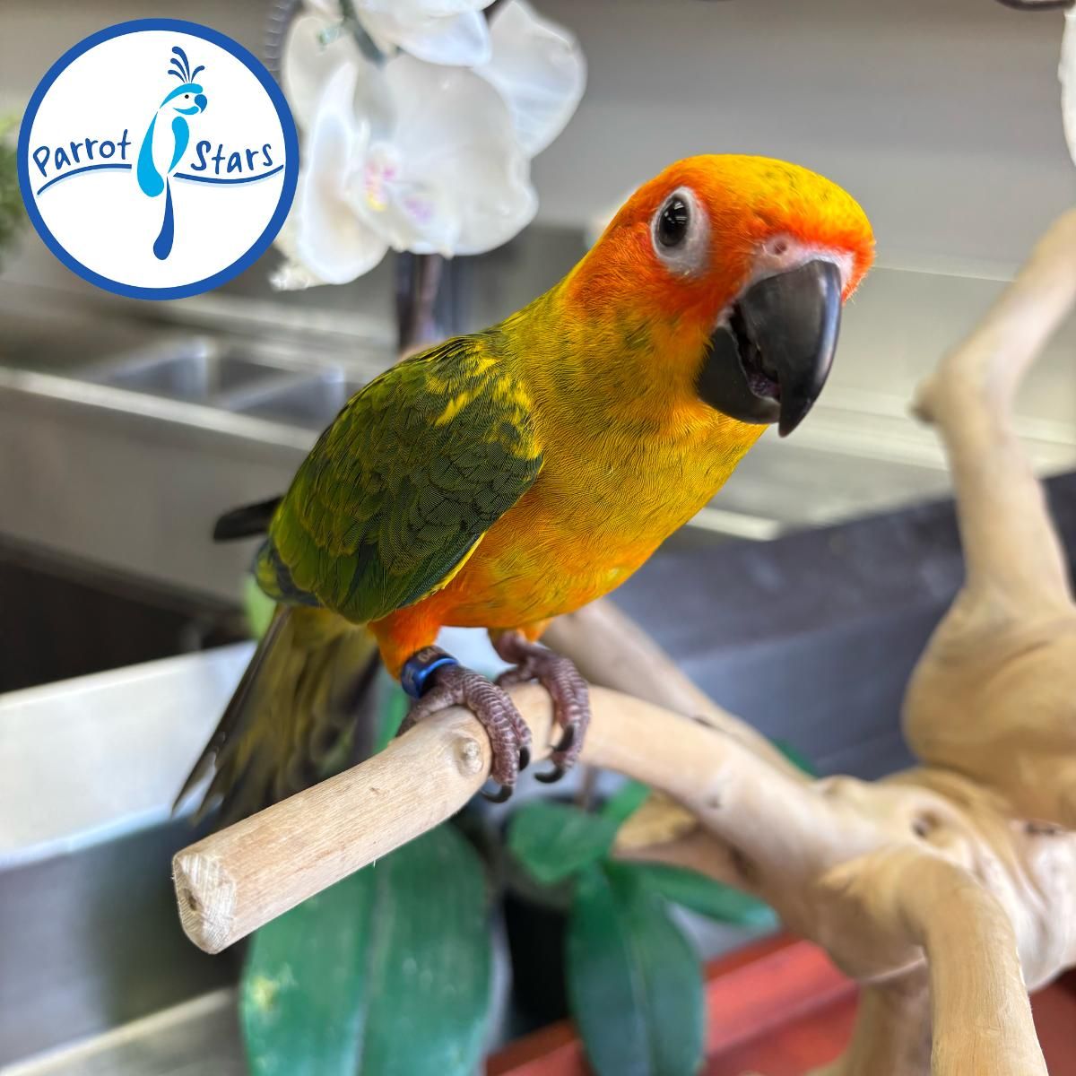 Available Birds from Screened Breeders | The Avian Exchange