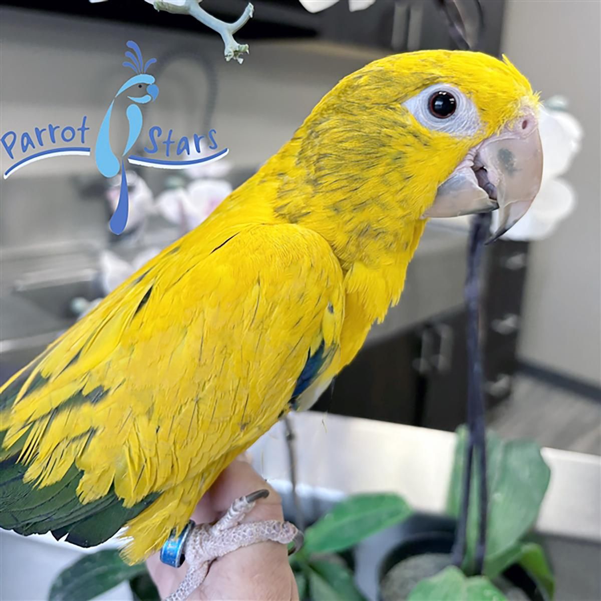 Available Birds from Screened Breeders | The Avian Exchange