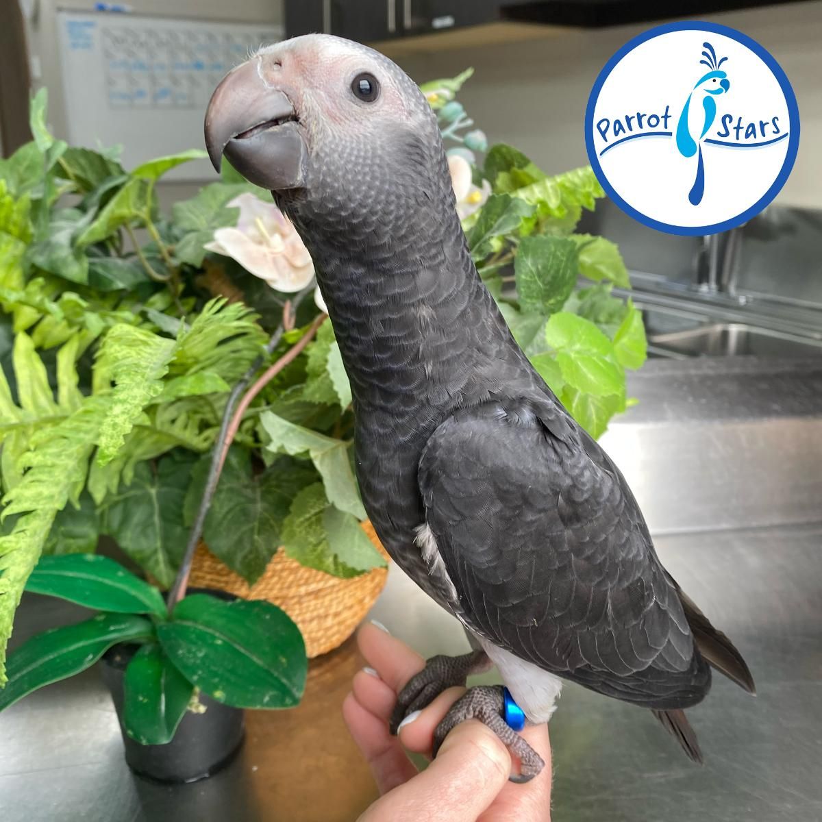 Available Birds from Screened Breeders | The Avian Exchange