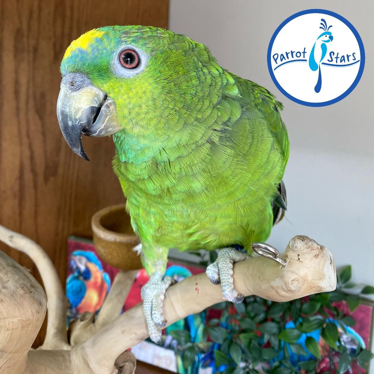 Parrots for Sale in Anaheim, California | The Avian Exchange