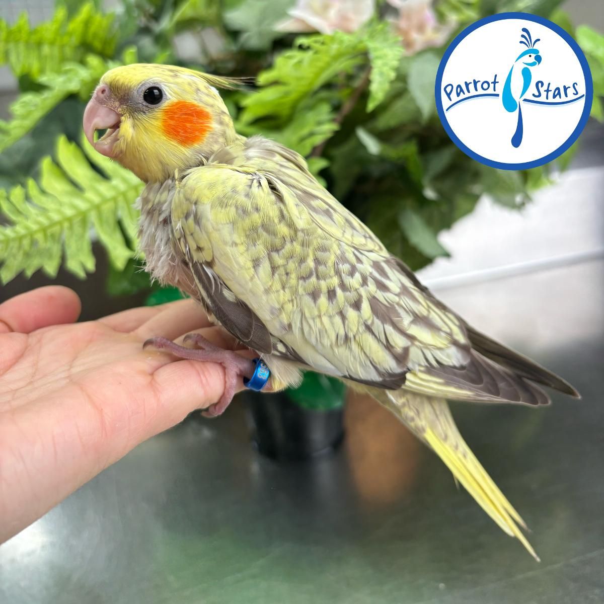 Cockatiels for Sale in Mississippi | The Avian Exchange