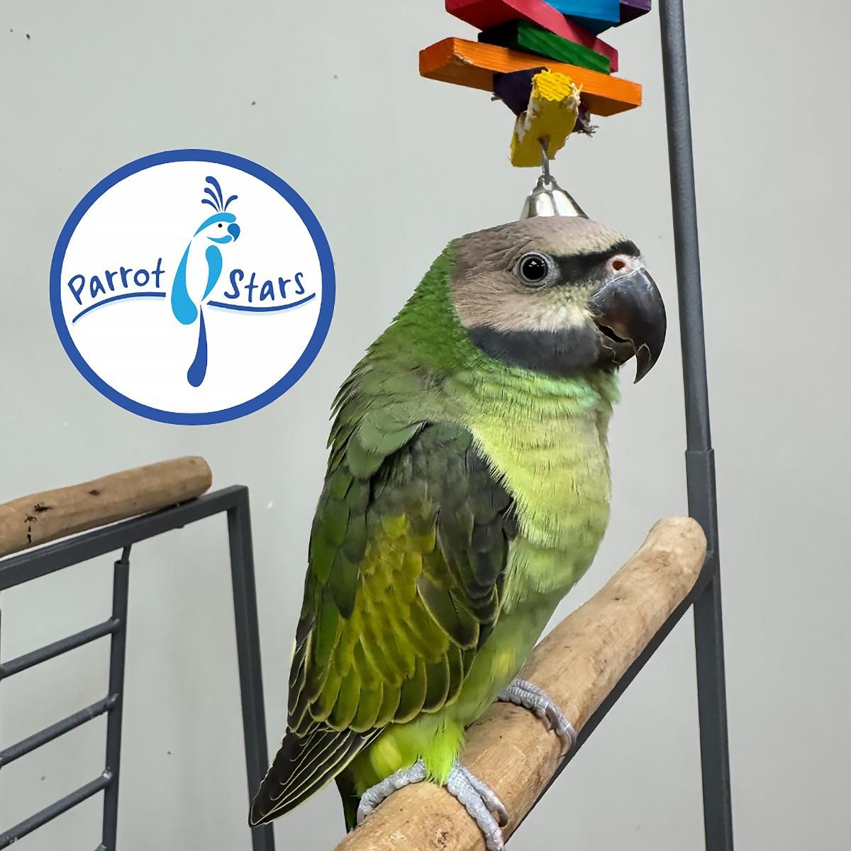 Parakeets for Sale in Alaska | The Avian Exchange