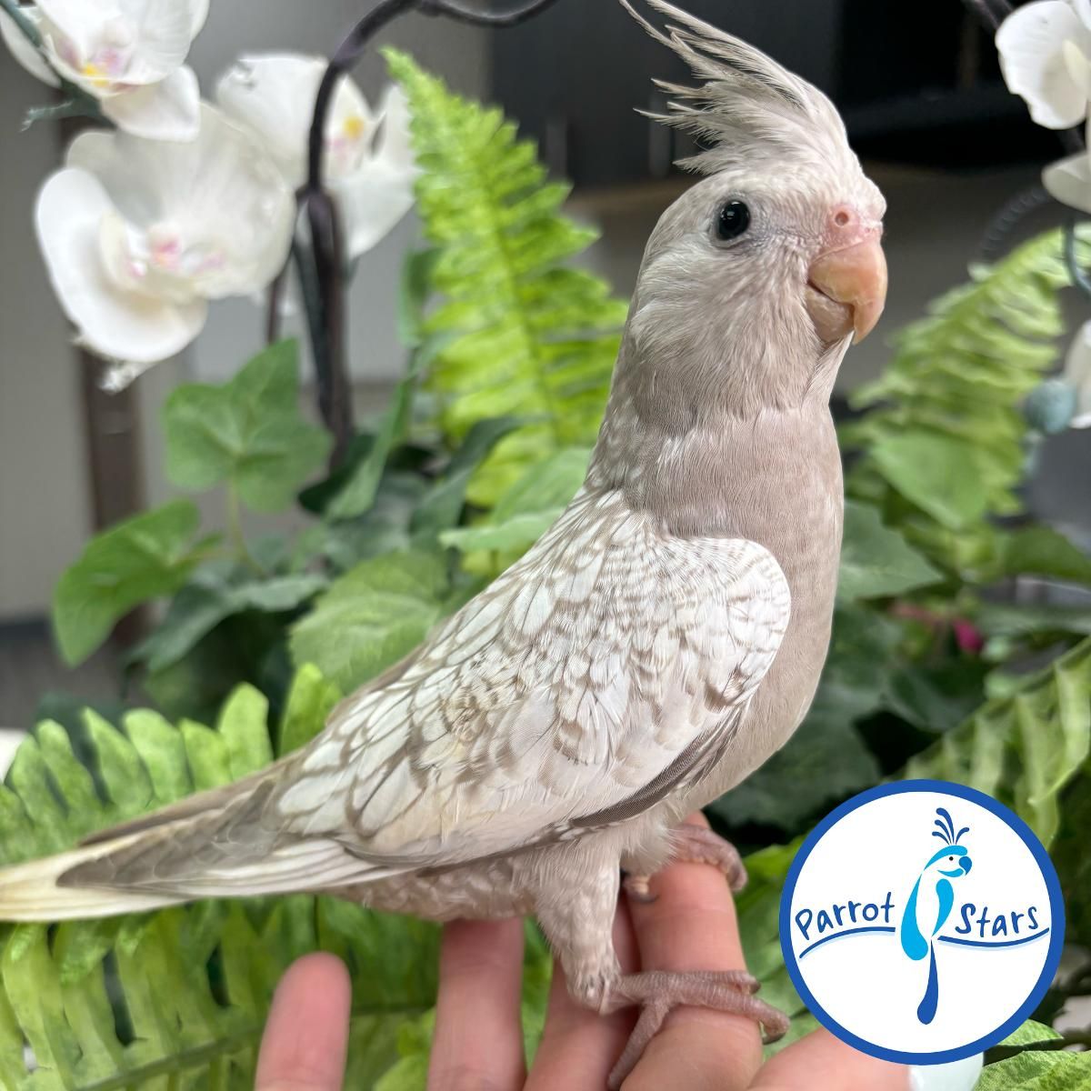 ms.cockatiel Cockatiels for Sale in Mississippi | The Avian Exchange