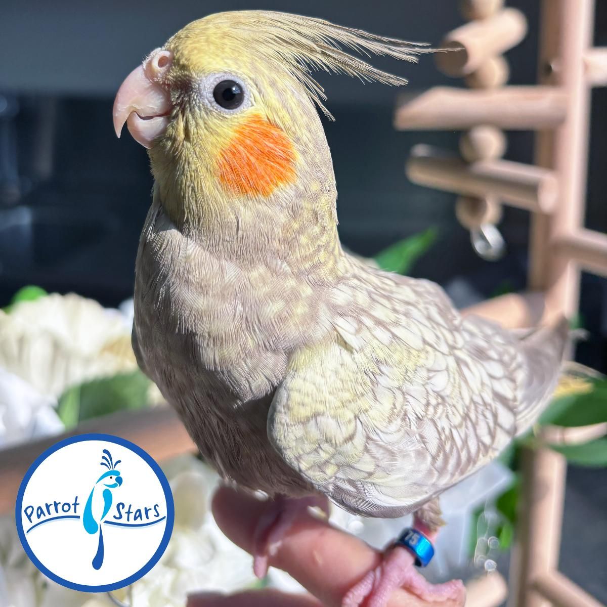 ms.cockatiel Cockatiels for Sale in Mississippi | The Avian Exchange