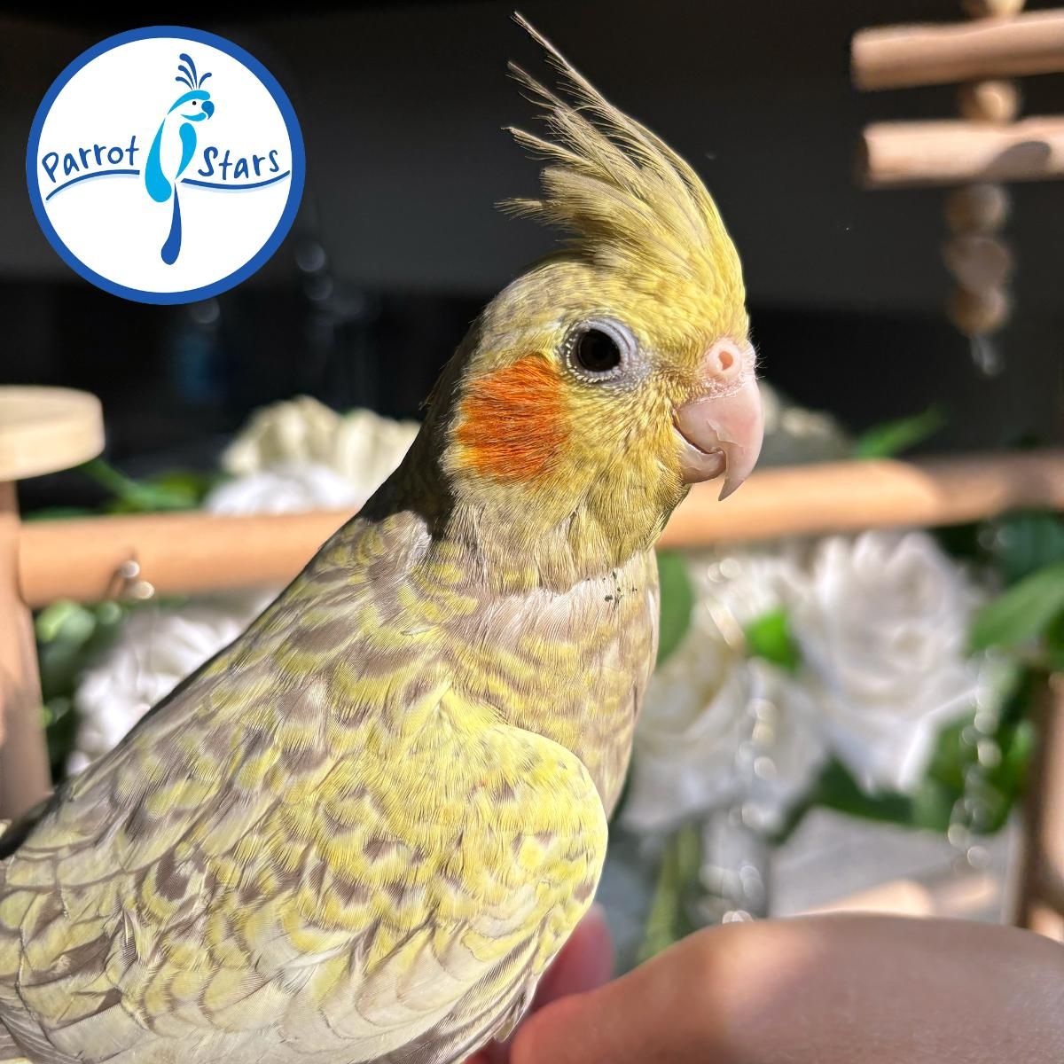 Cockatiels for Sale in Mississippi | The Avian Exchange