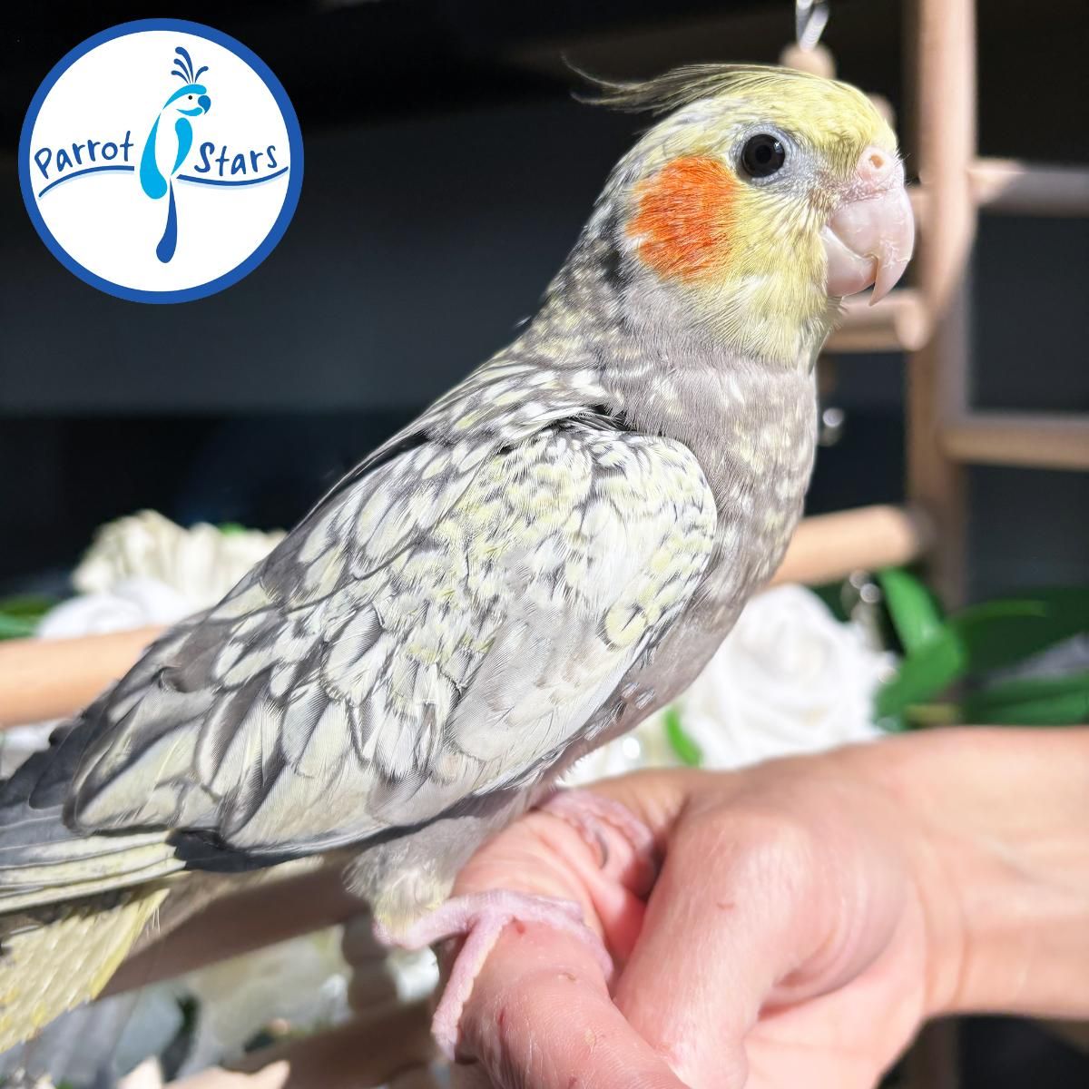 Cockatiels for Sale in Mississippi | The Avian Exchange