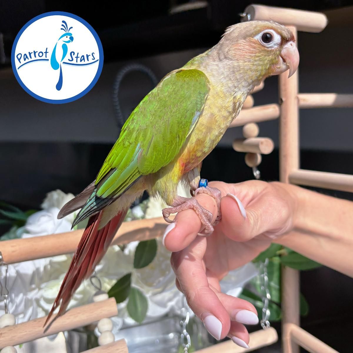 Parrots for Sale in Anaheim, California | The Avian Exchange