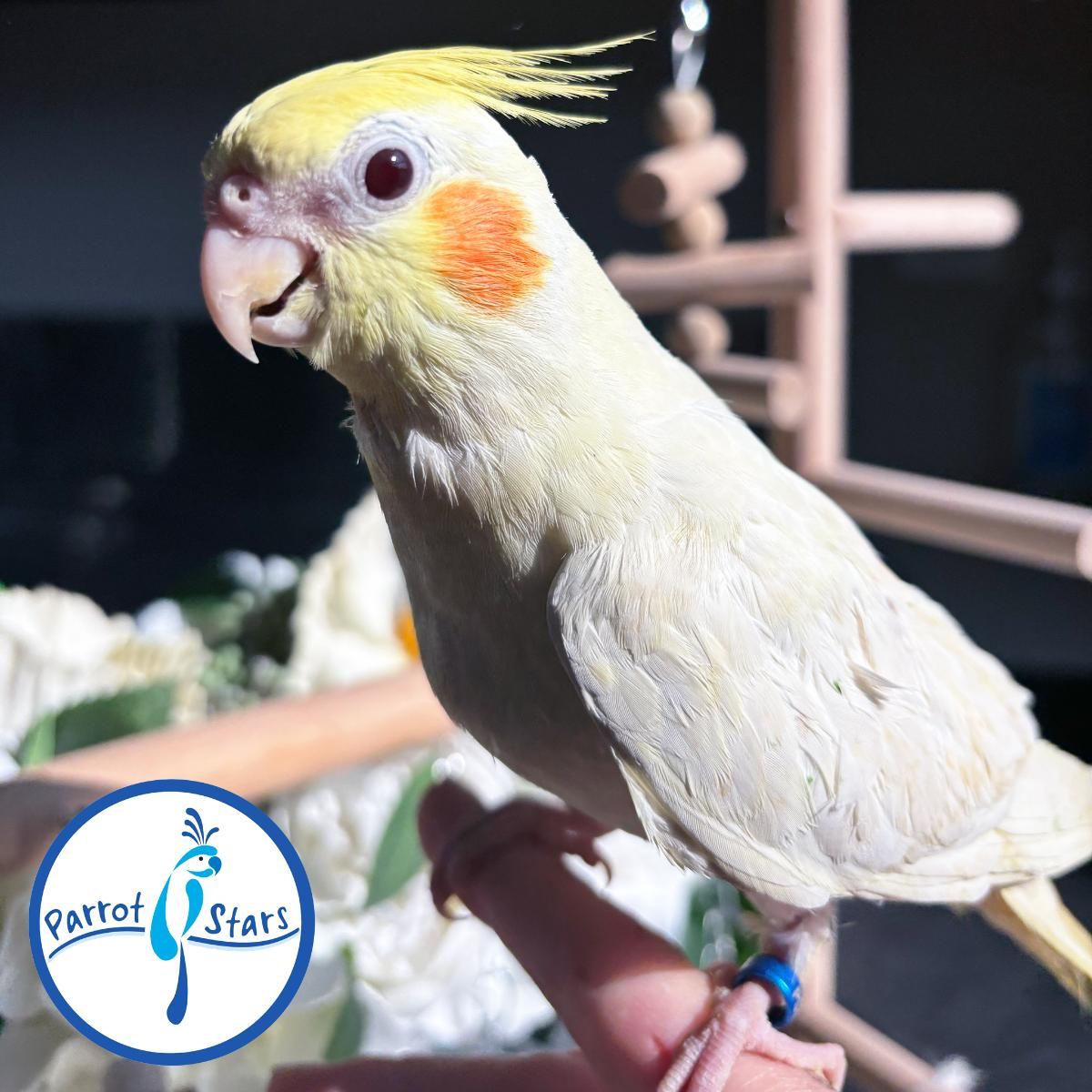 Cockatiels for Sale in Jackson, Mississippi | The Avian Exchange