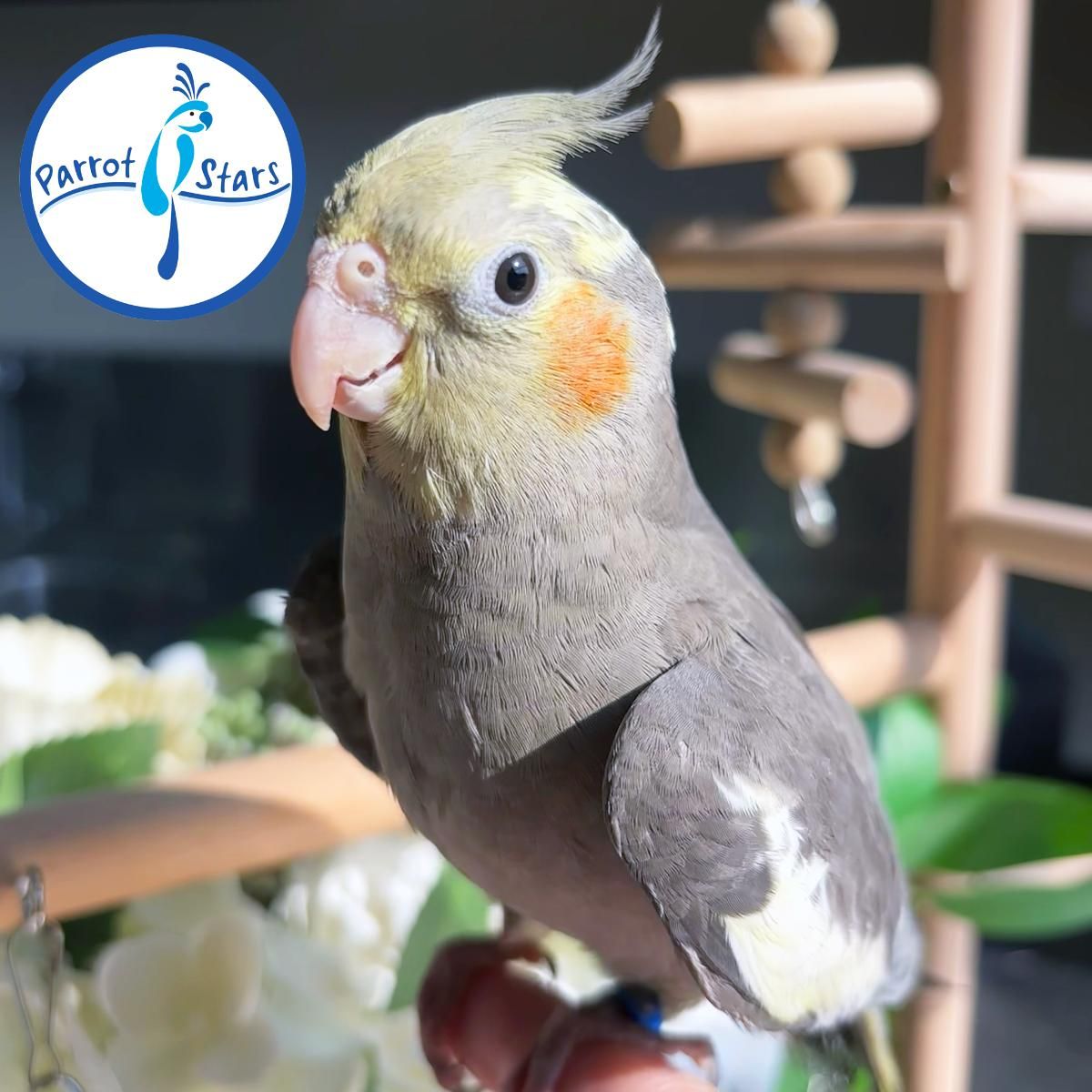 Cockatiels for Sale in Mississippi | The Avian Exchange