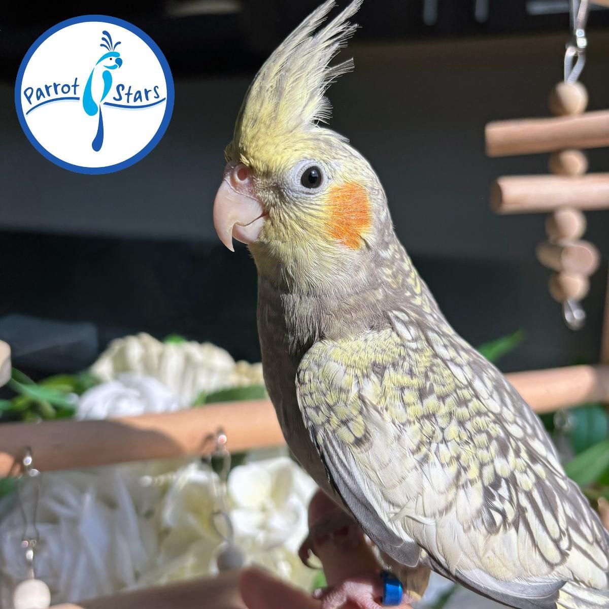 Parrots for Sale — Screened U.S. Breeders Directory