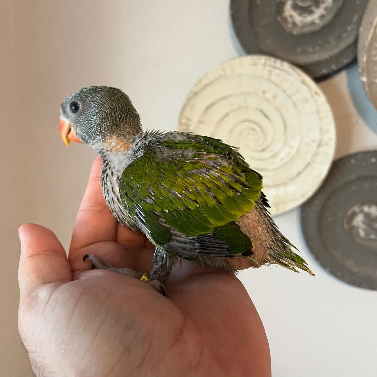 Mustached Parakeet