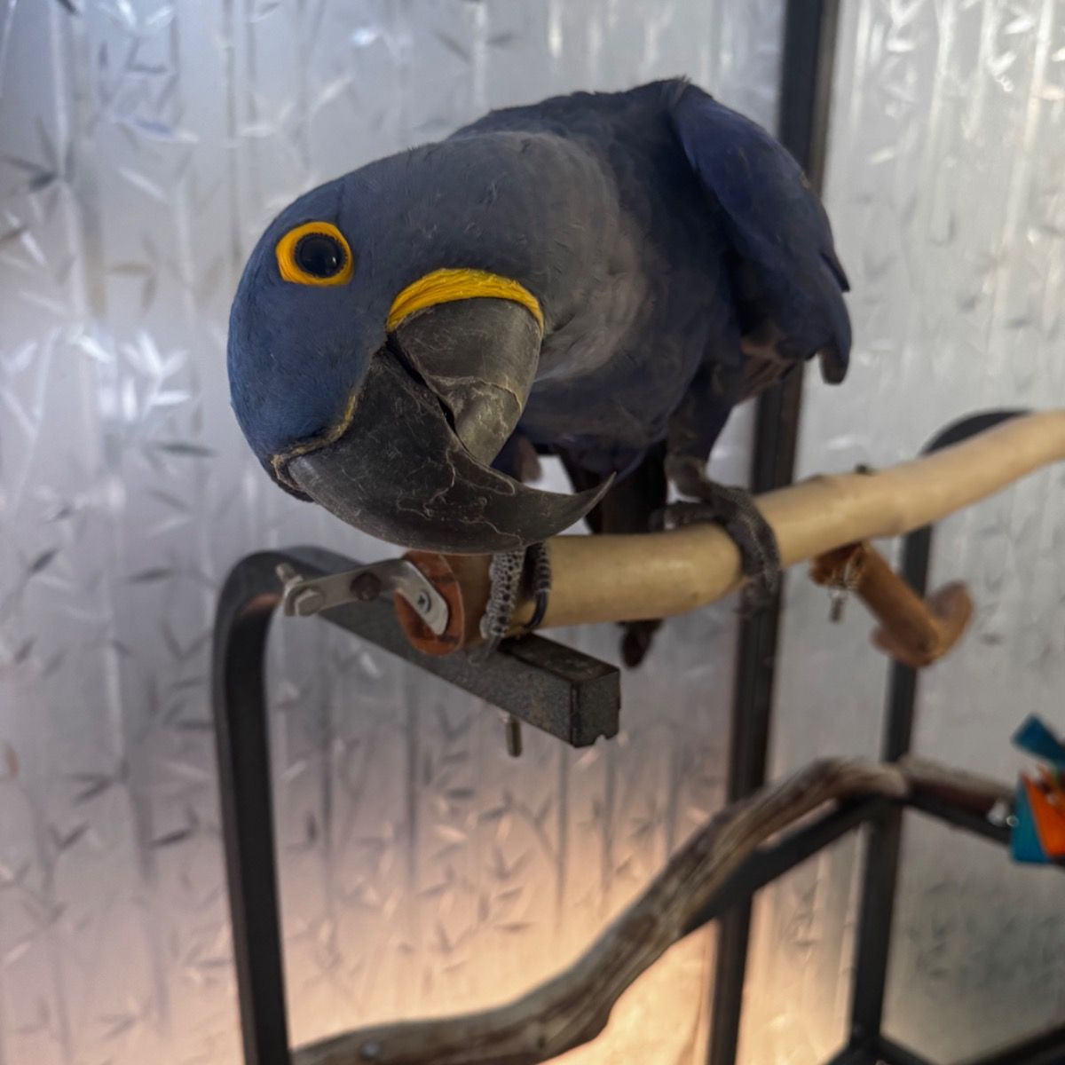 Hyacinth Macaw