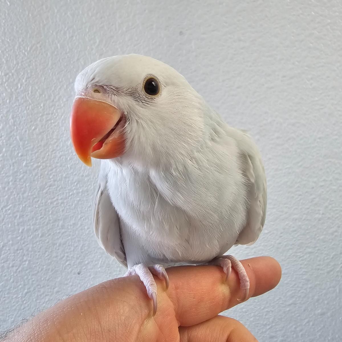 Indian Ringneck Parakeet
