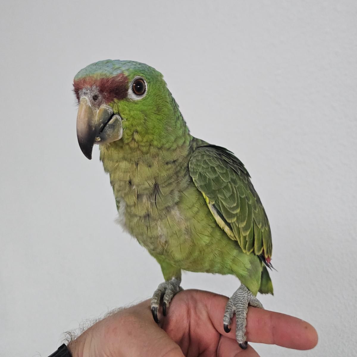 Available Birds from Screened Breeders | The Avian Exchange