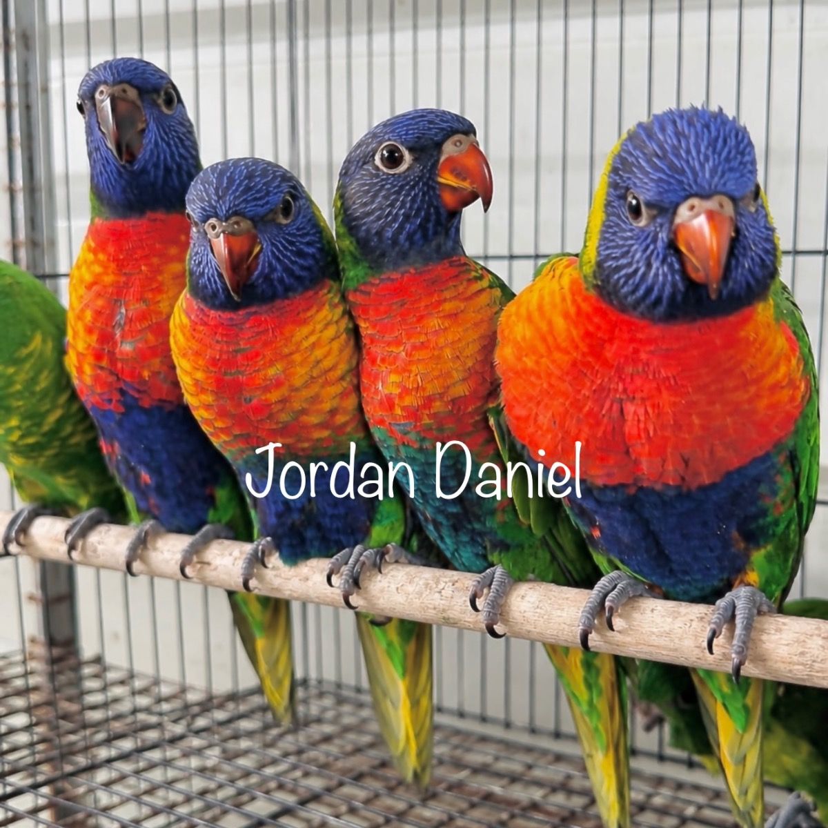 Lories & Lorikeets for Sale — Rainbow, Black & Chattering
