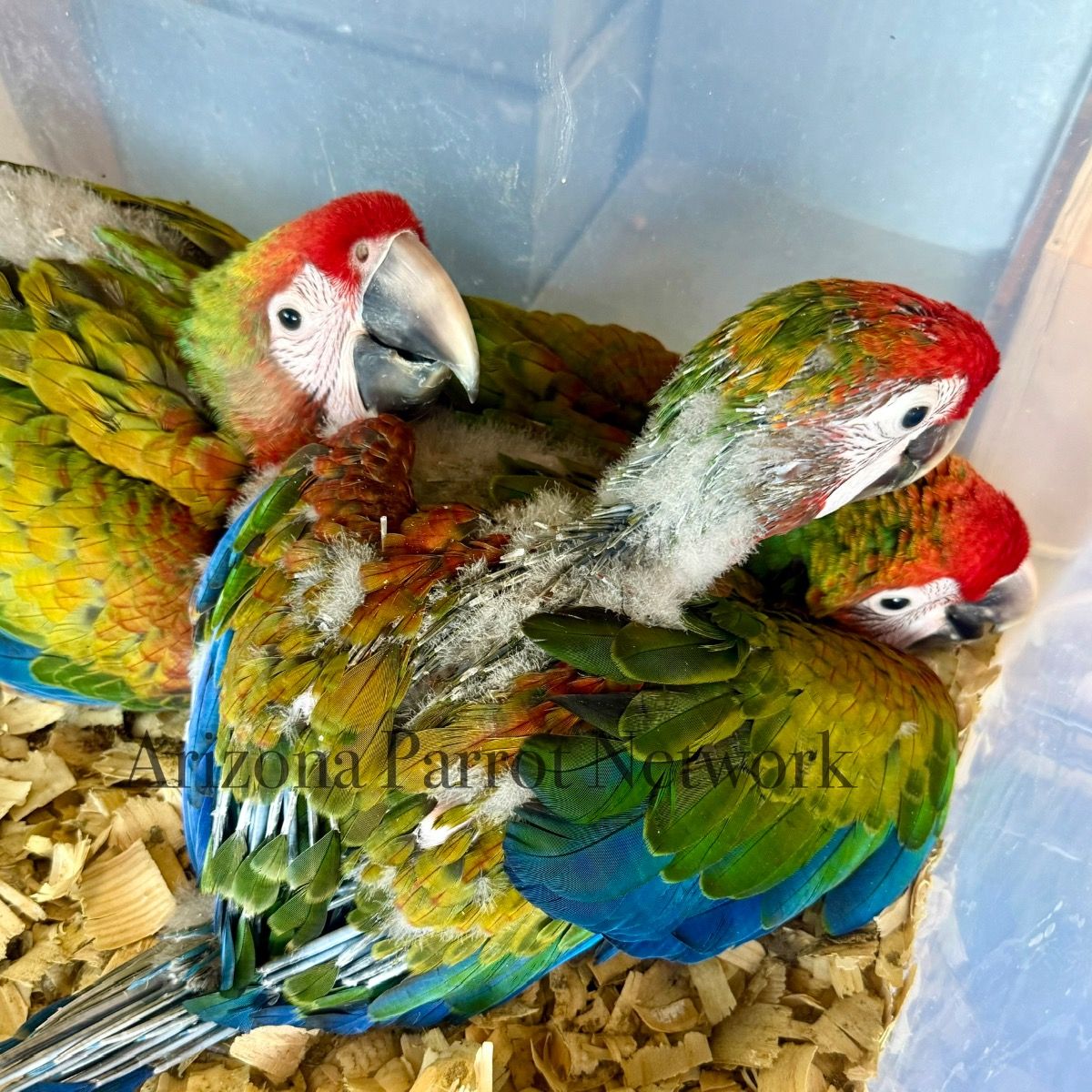 【パルナシウス】ハニングトン・ミカエル（1ペア・チベット産） Parrots for Sale in Anaheim, California | The Avian Exchange