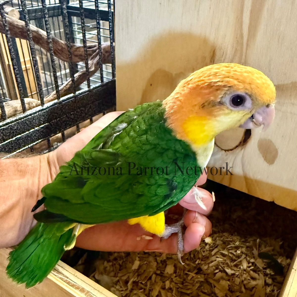Parrots for Sale — Screened U.S. Breeders Directory