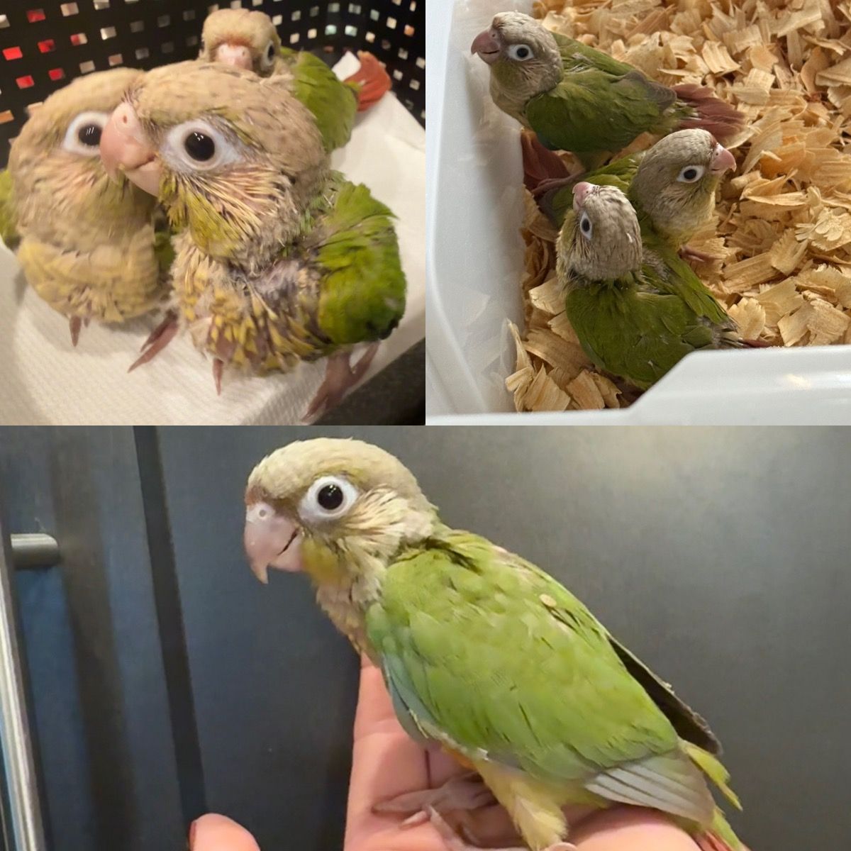 Green Cheek Conure