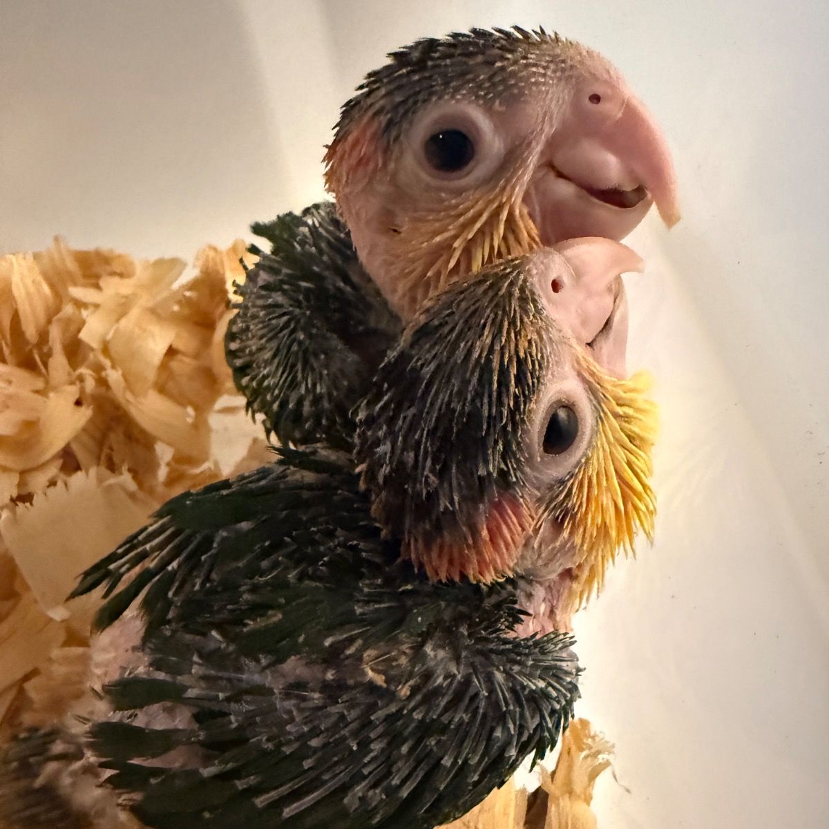 White Bellied Caique