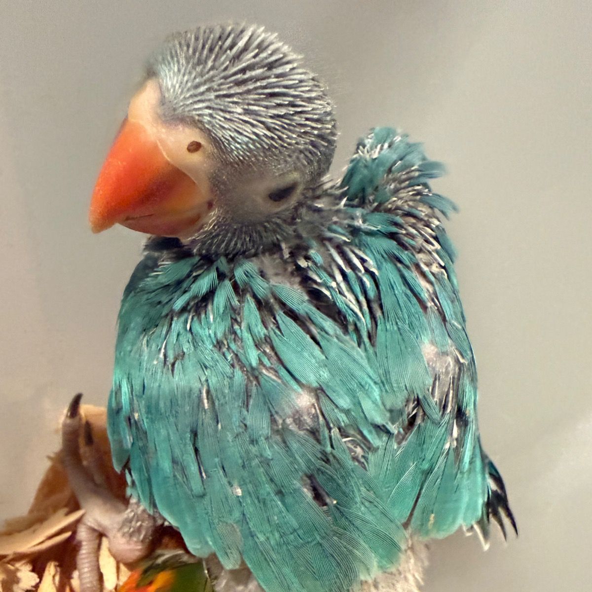 Indian Ringneck Parakeet