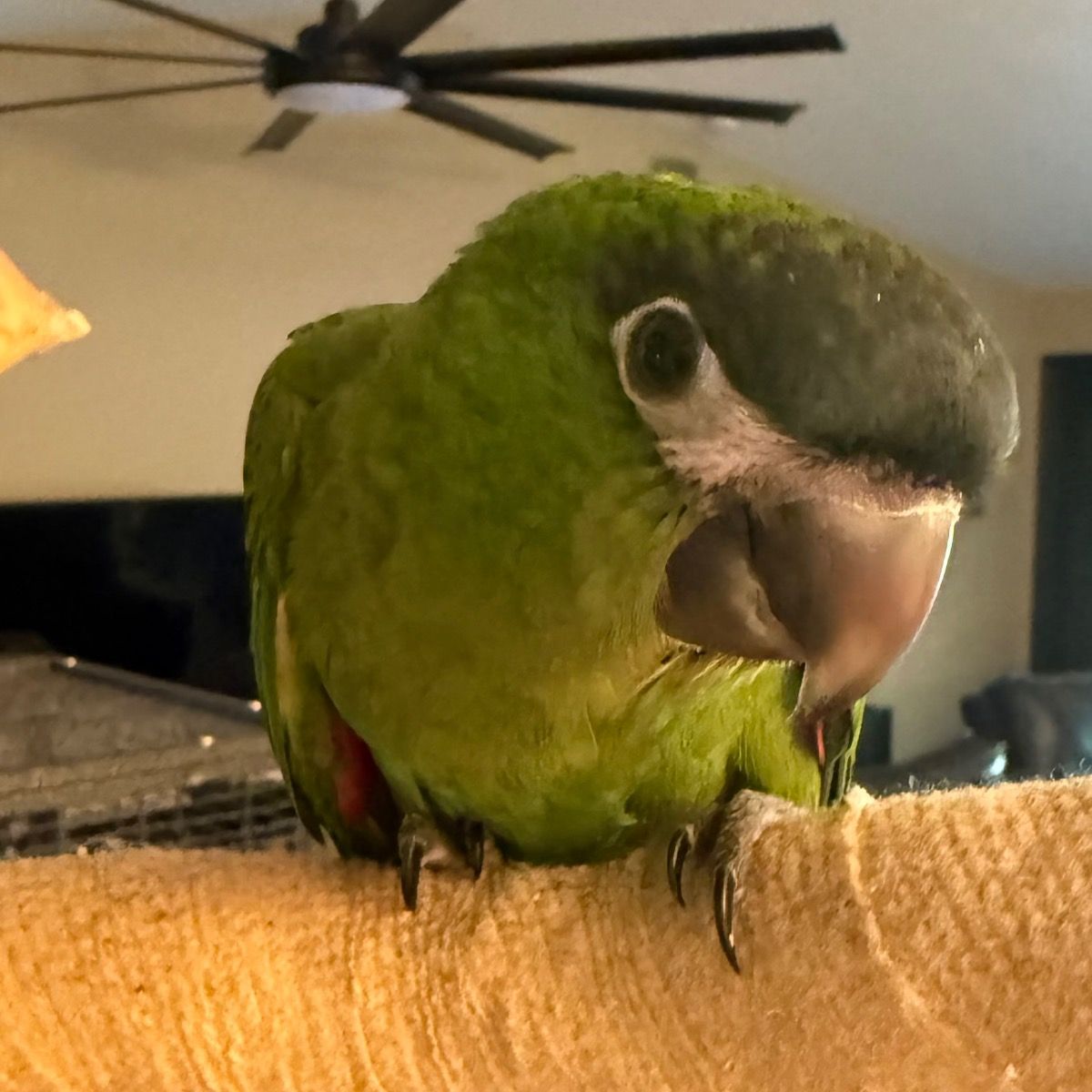 Hahn's Macaw