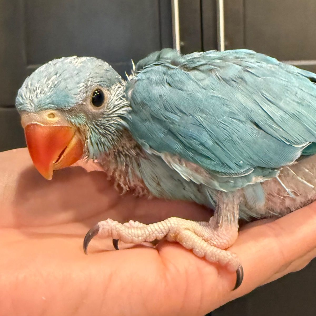 Indian Ringneck Parakeet