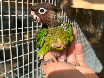 Rose Fronted Conure