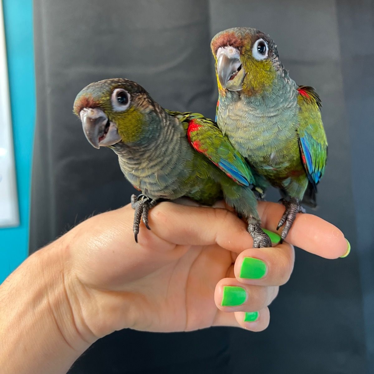 Crimson Bellied Conure