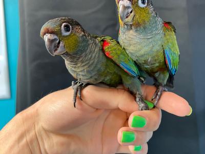 Crimson Bellied Conure