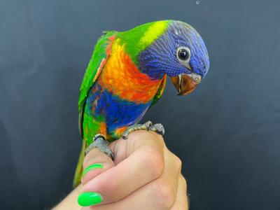 Blue Mountain Lorikeet