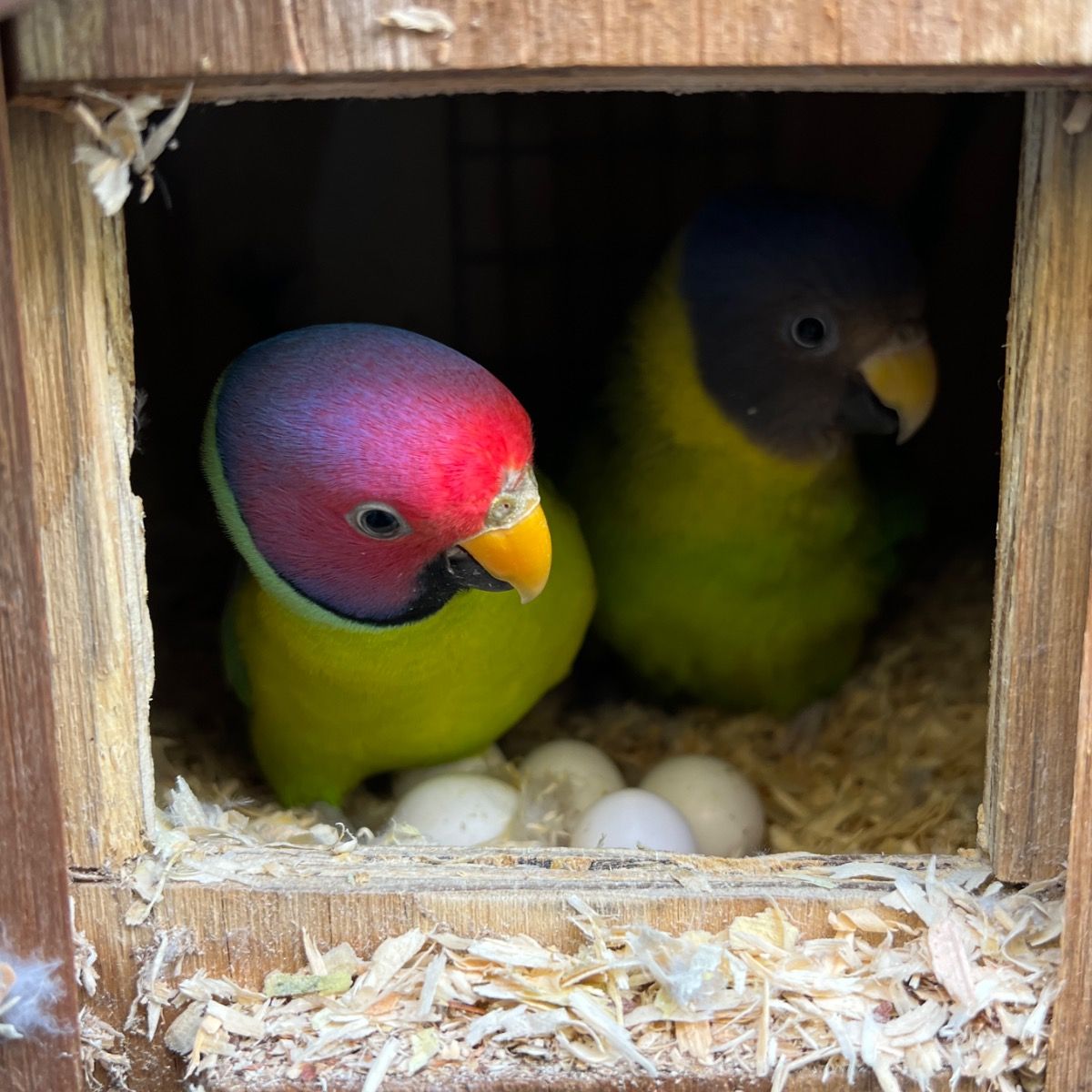 Plum Headed Parakeet