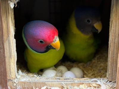 Plum Headed Parakeet