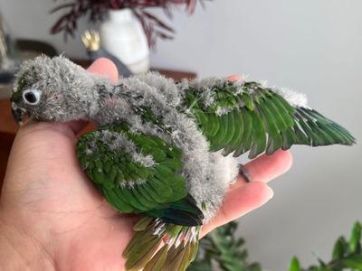 Maroon Bellied Conure