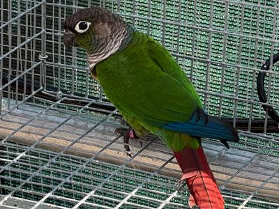 Green Cheek Conure