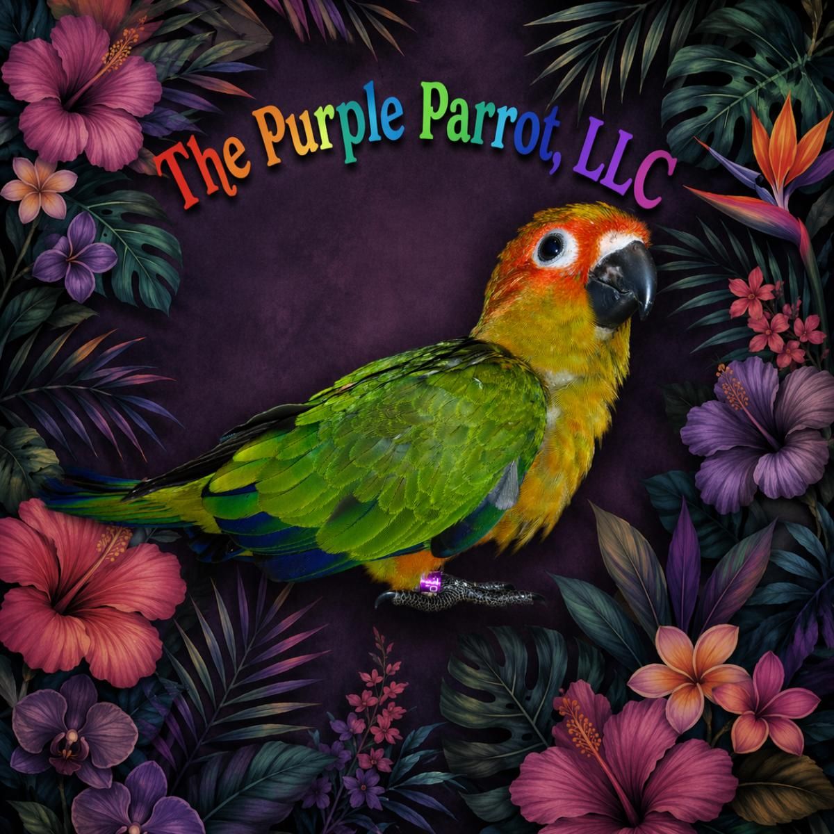 Sun Conure