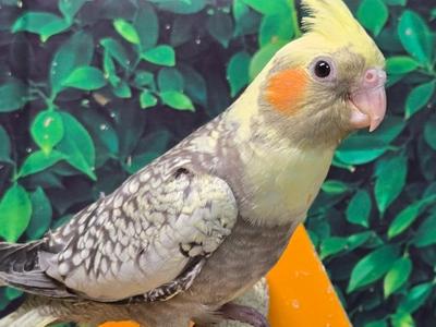 Cockatiel