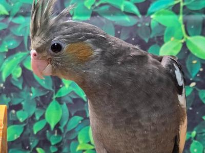 Cockatiel